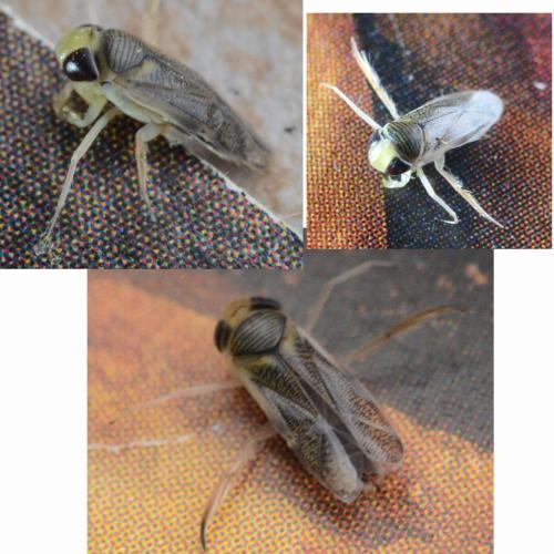 Sigara lateralis